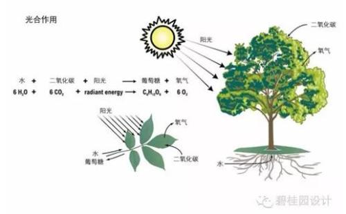 植物的光合作用，生命的绿色魔法  植物的光合作用