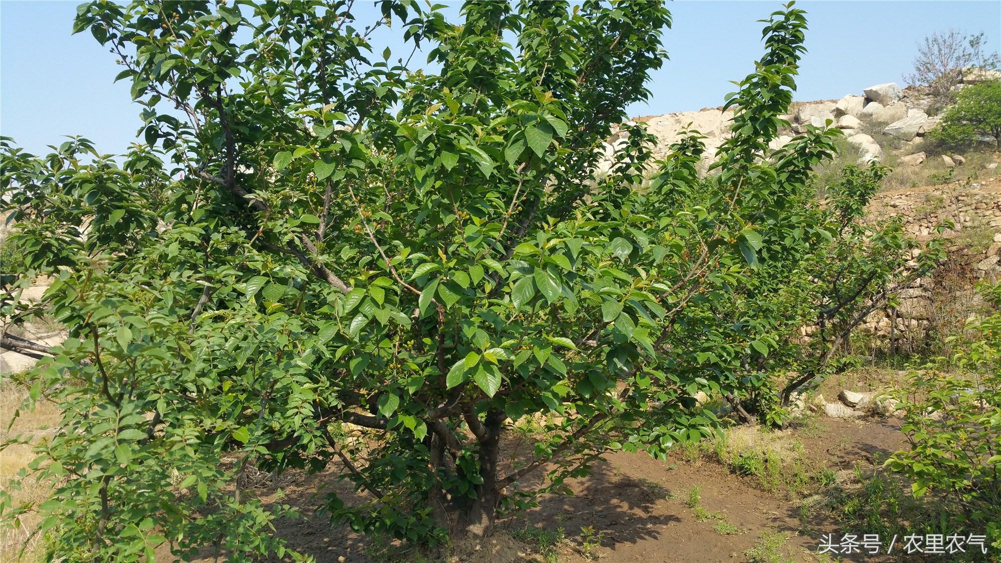 樱桃树的管理，从种植到收获的全方位指南  樱桃树的管理