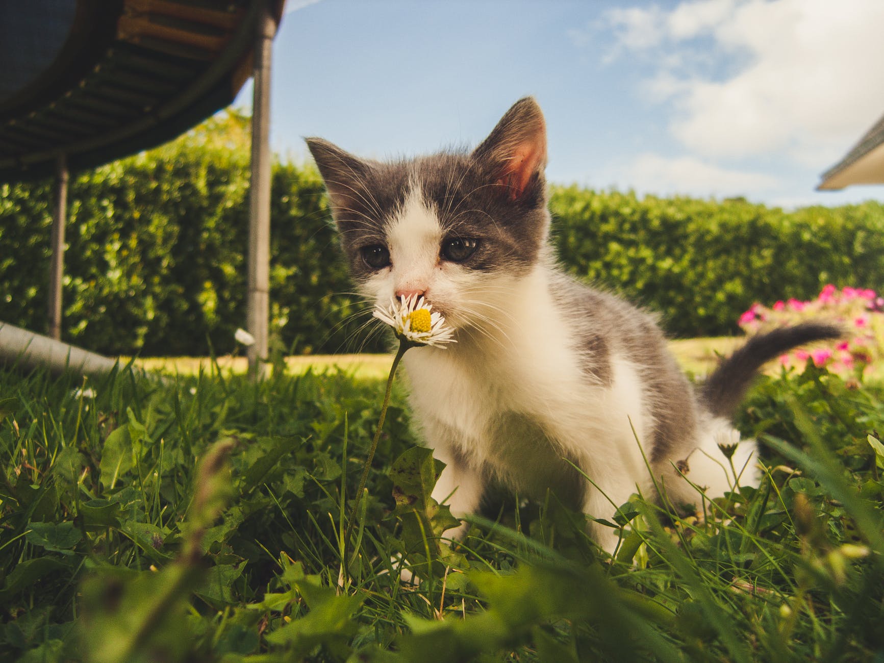 猫的叫声，神秘而深邃的动物语言  猫叫声音