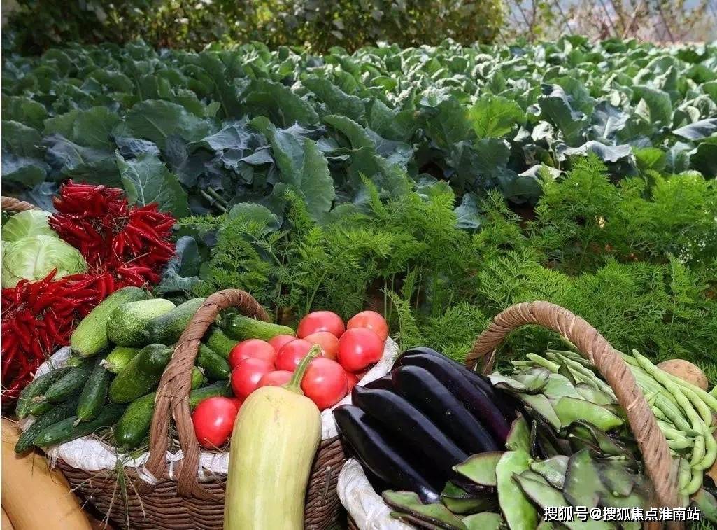 蔬菜种植技术，从种子到餐桌的全方位解析  蔬菜种植技术