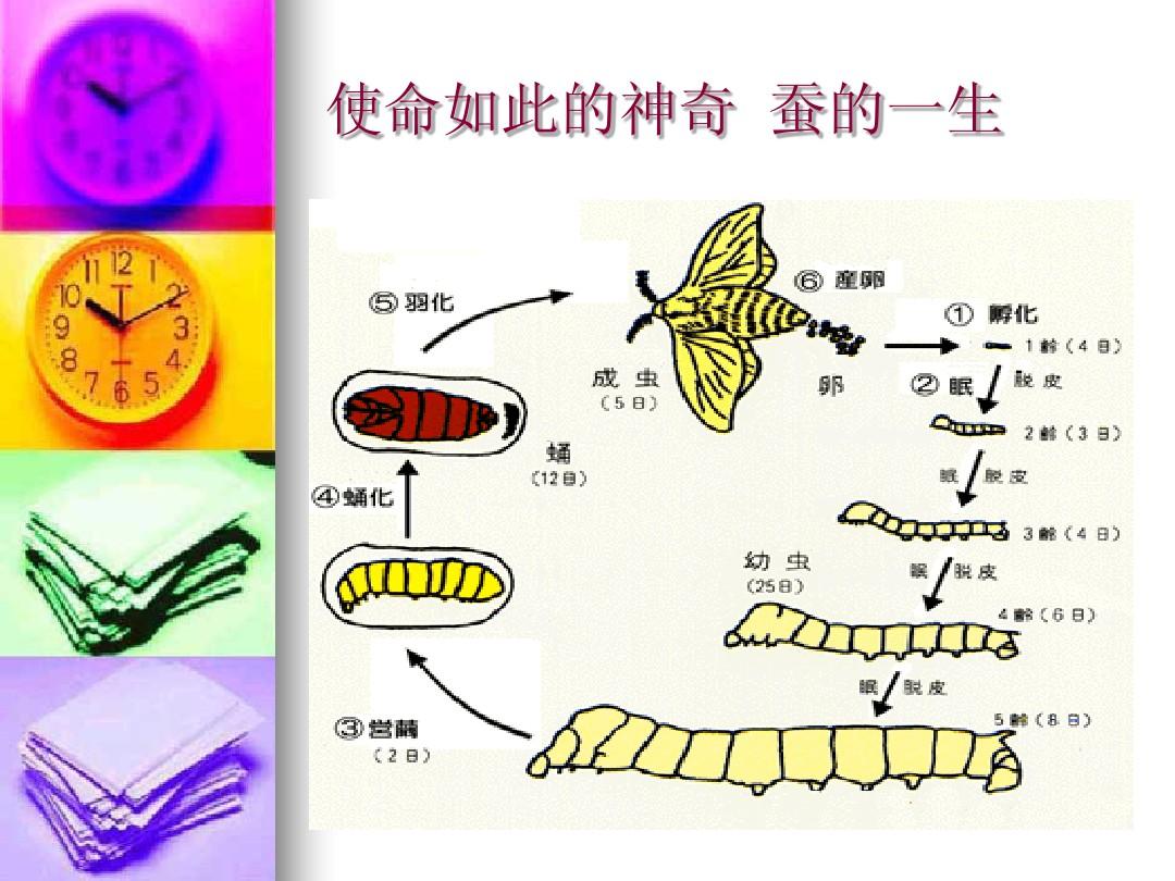 天蚕蜕变，生命的奇迹与成长的力量  天蚕在变