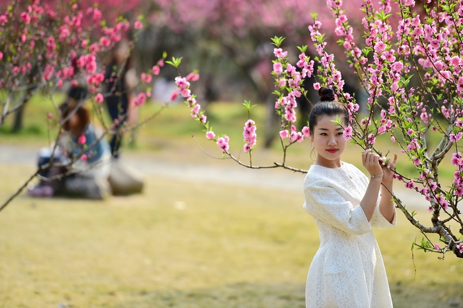 我爱桃花  我爱桃花