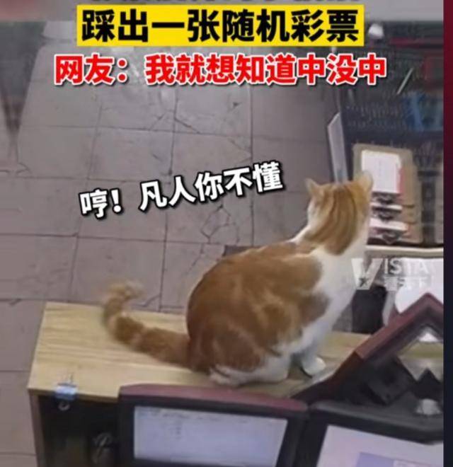 踩猫视频，从网络到现实的伦理与道德反思  踩猫视频