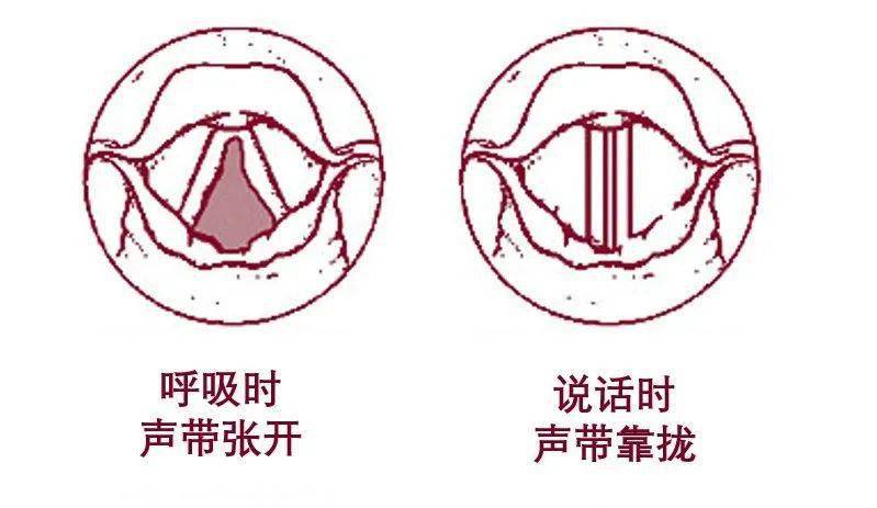 新声带，探索与启示  新声带